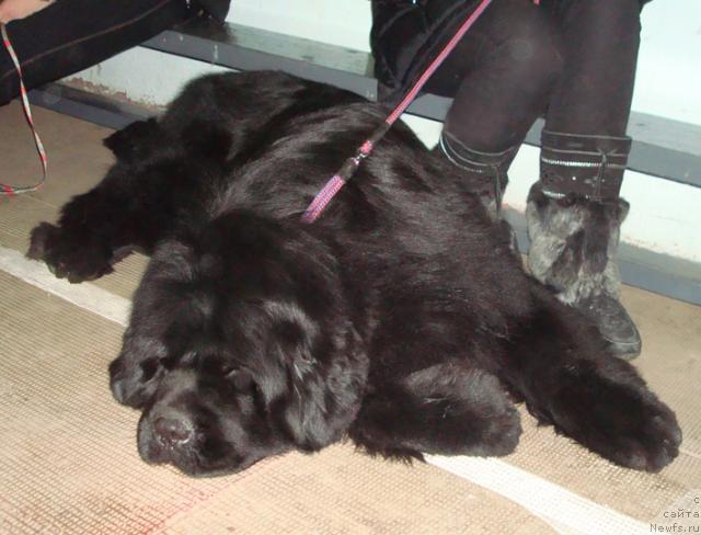 Фотография № 38175