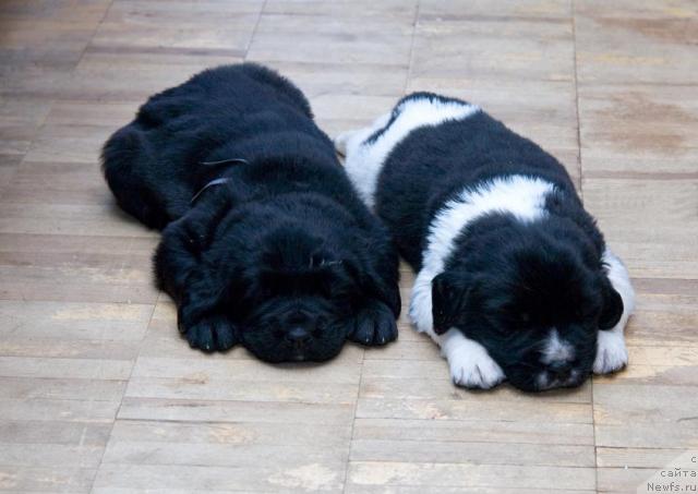 Фото: ньюфаундленд Сент Джонс Есенин (Sent Djons Esenin)