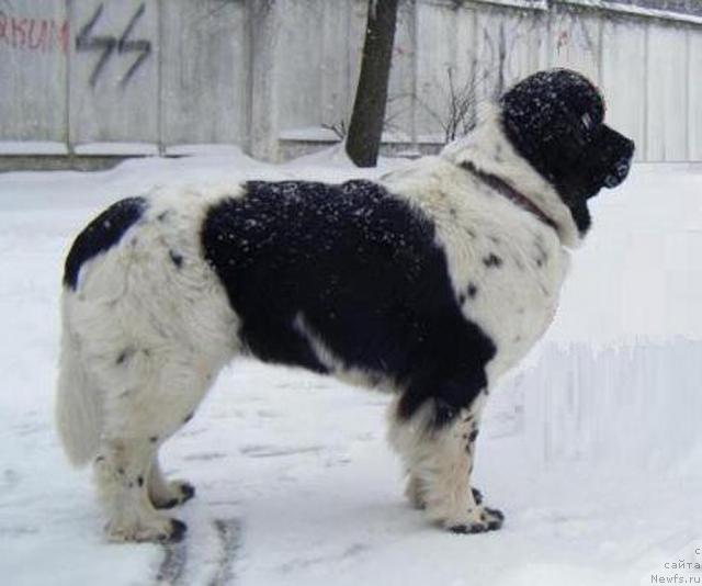 Фото: ньюфаундленд Пчёлкин Дом Бегония (Pchiolkin Dom Begonia)