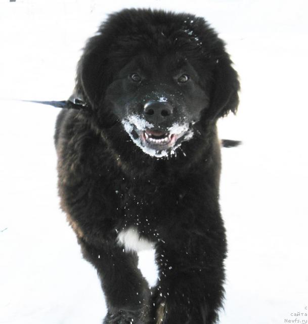 Фотография № 38184