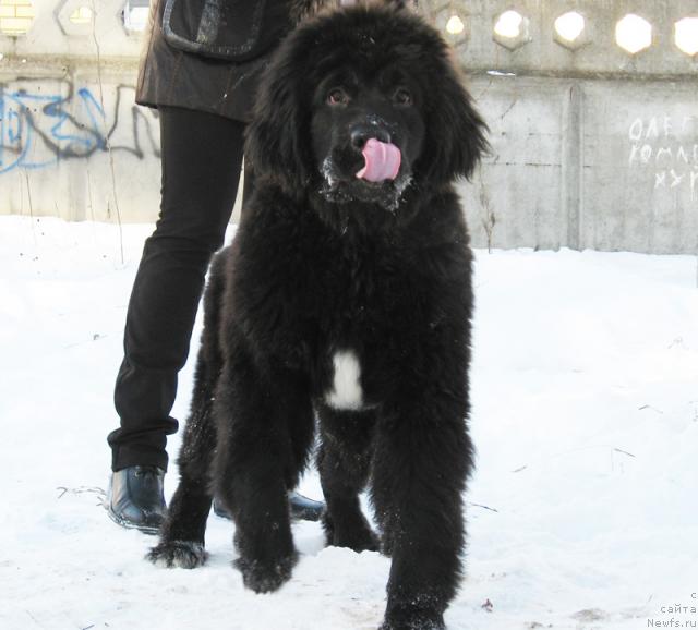 Фотография № 38194