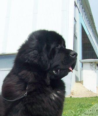 Фото: ньюфаундленд Сент Джонс Есенин (Sent Djons Esenin)