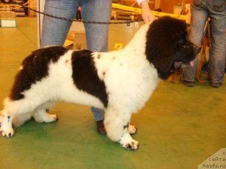 Фото: ньюфаундленд Супер Бизон Батон