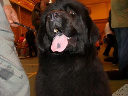 Фото: ньюфаундленд Лесная Сказка Руслана