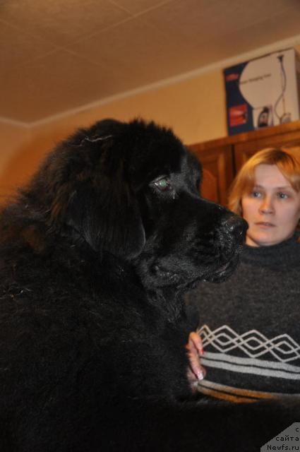 Фото: ньюфаундленд Лондонский Денди