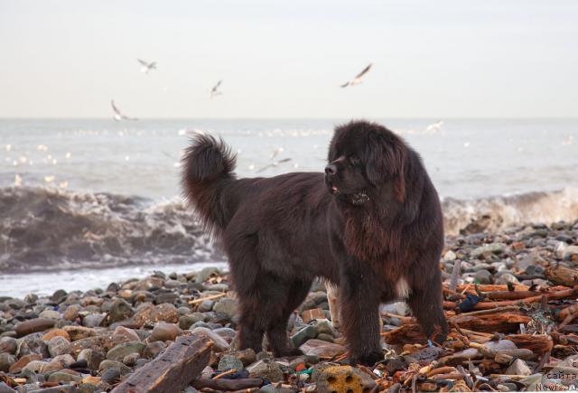 Фото: ньюфаундленд Потап Фидель