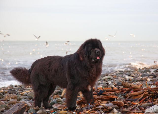 Фотография № 38240