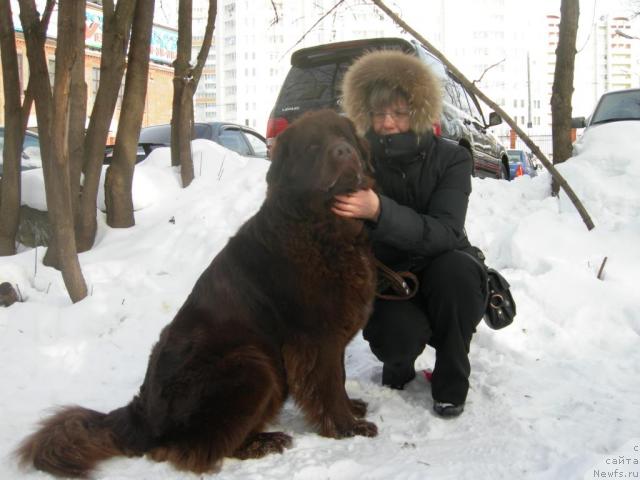 Фото: ньюфаундленд Афина Подарок Небес