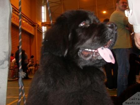 Фото: ньюфаундленд Лесная Сказка Руслана