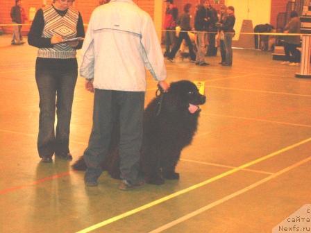 Фото: ньюфаундленд Лесная Сказка Зета Джонс