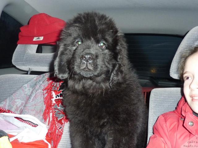 Фото: ньюфаундленд Анджелик Имидж