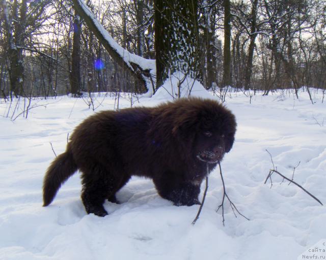 Фото: ньюфаундленд Октябрина с Берега Дона (Oktjabrina s Berega Dona)
