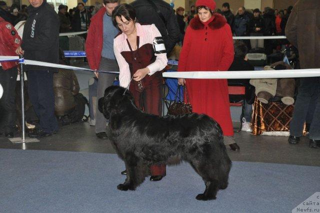 Фото: ньюфаундленд Чинара Большой Малыш (Chinara Bolshoj Malysh)