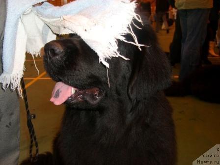 Фото: ньюфаундленд Лесная Сказка Руслана