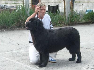 Фото: ньюфаундленд Чайка Большой Малыш (Chajka Bolshoj Malysh)