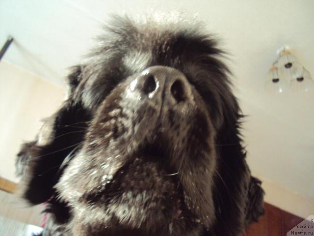 Фото: ньюфаундленд Юджиния из Медвежьего Яра (Yudzhiniya iz Medvejyego Yara)