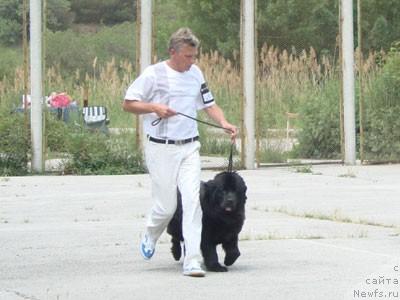 Фото: ньюфаундленд Чайка Большой Малыш (Chajka Bolshoj Malysh)
