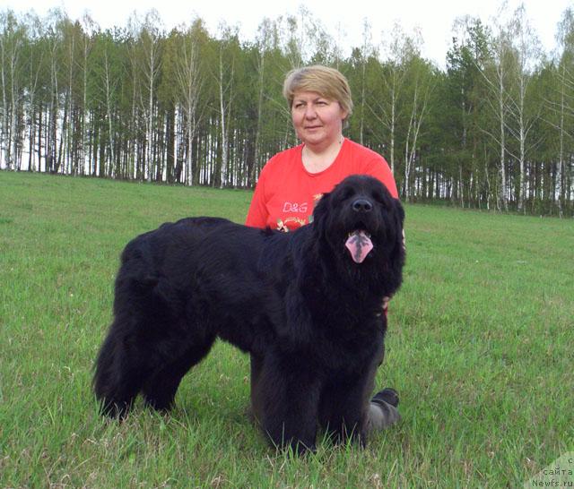 Фото: ньюфаундленд Лесная Сказка Лунная Соната, Татьяна Прусова