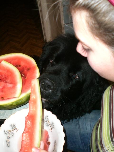 Фотография № 38290