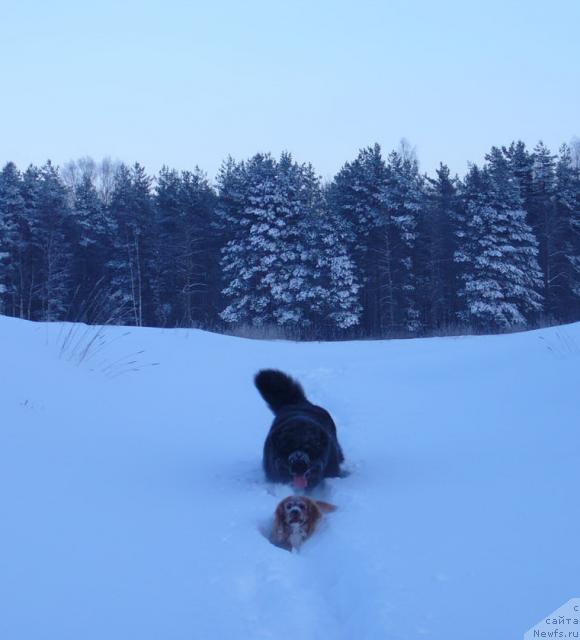 Фото: ньюфаундленд Плюшевая Панда Викар (Plushevaya Panda Vikar)