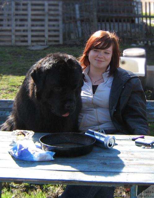 Фото: ньюфаундленд Плюшевая Панда Викар (Plushevaya Panda Vikar)