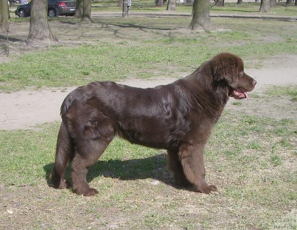 Фото: ньюфаундленд Красота Чистого Золота