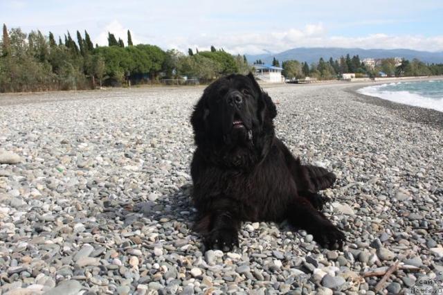 Фото: ньюфаундленд Пчёлкин Дом Восторг Души (Pchiolkin Dom Vostorg Dushi)