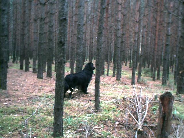 Фотография № 3831