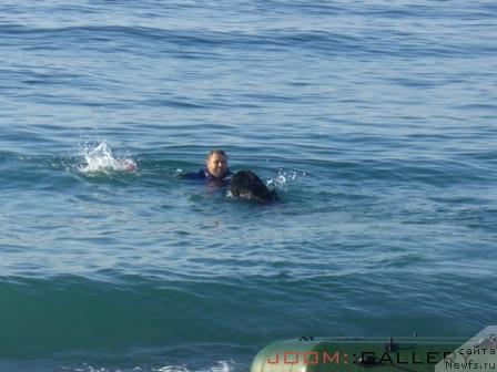 Фото: ньюфаундленд Пчёлкин Дом Восторг Души (Pchiolkin Dom Vostorg Dushi)