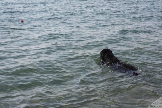 Фото: ньюфаундленд Пчёлкин Дом Восторг Души (Pchiolkin Dom Vostorg Dushi)