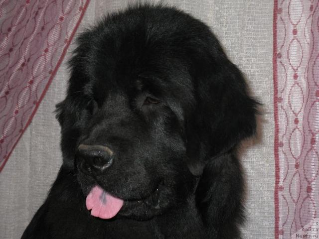 Фотография № 38321