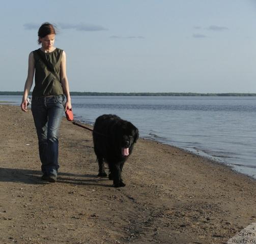Фото: Анастасия Мищенко, ньюфаундленд Арх Бьюти Окси Свет