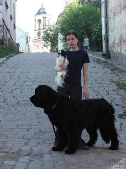 Фото: ньюфаундленд Арх Бьюти Окси Свет, Анастасия Мищенко, японский хин Стася