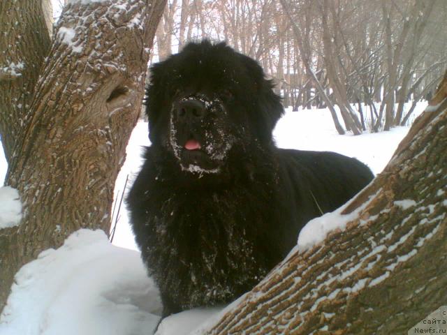 Фото: ньюфаундленд Екселент Стил  из Медвежьего Яра