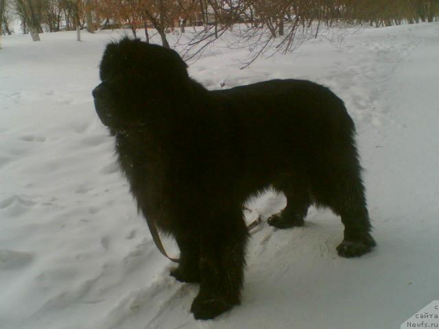 Фото: ньюфаундленд Екселент Стил  из Медвежьего Яра