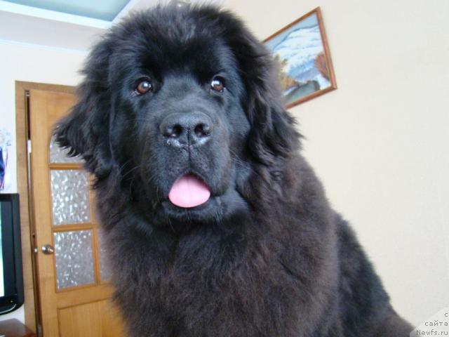 Фотография № 38364