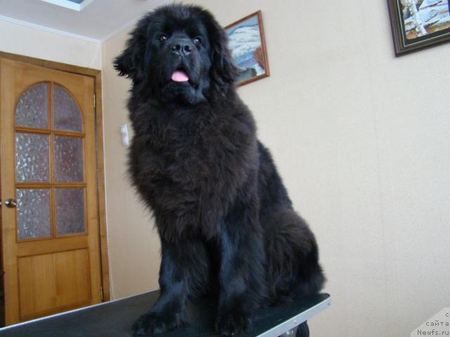 Фотография № 38365