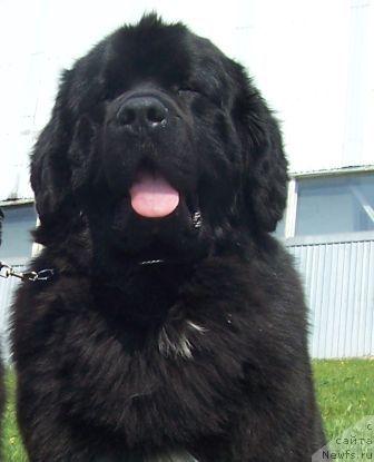 Фото: ньюфаундленд Сент Джонс Есенин (Sent Djons Esenin)