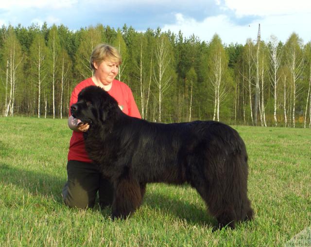 Фото: ньюфаундленд Акин Соул София, Татьяна Прусова