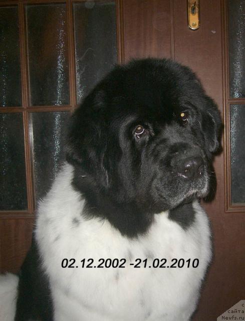 Фото: ньюфаундленд Fiamettahauz Vinland Princess (Фиаметтахауз Винланд Принцесс)