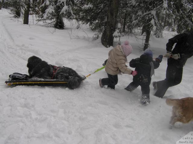 Фото: ньюфаундленд Дюрбахлер Клаб Альфаретта Виньетта