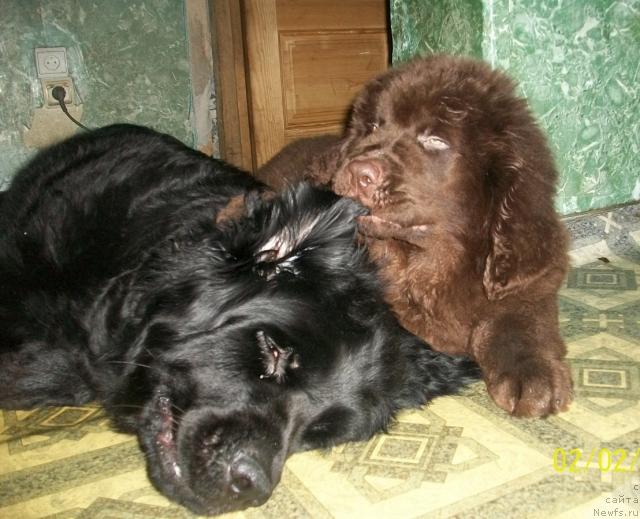Фото: ньюфаундленд Черный Шарм Амбер Бест Дог ФО Марлеон
