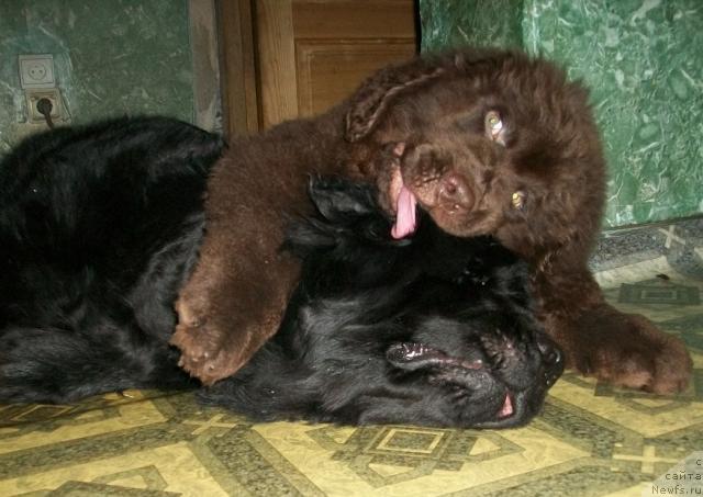 Фото: ньюфаундленд Черный Шарм Амбер Бест Дог ФО Марлеон