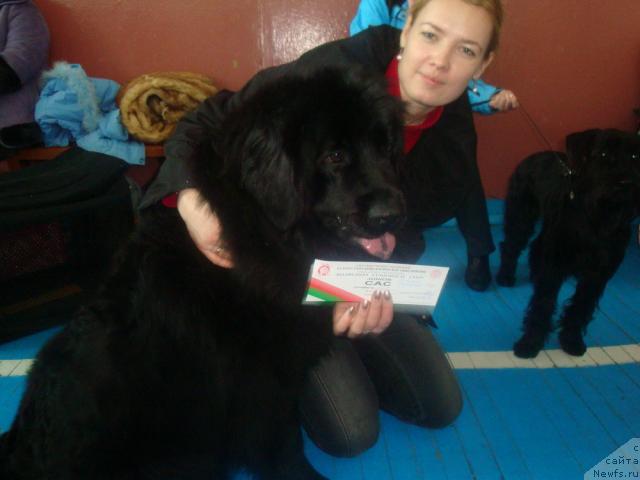 Фото: ньюфаундленд Любимая Медведица Моя, Ирина Кез