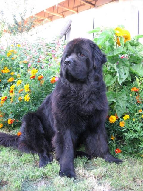 Фото: ньюфаундленд Лаэрт Биг Френд (Laert Big Friend)