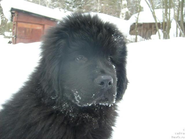 Фото: ньюфаундленд Акватория Келвин Килиманджаро (Aquatoriya Kelvin Kilimandzharo)
