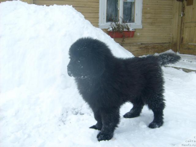 Фото: ньюфаундленд Акватория Келвин Килиманджаро (Aquatoriya Kelvin Kilimandzharo)