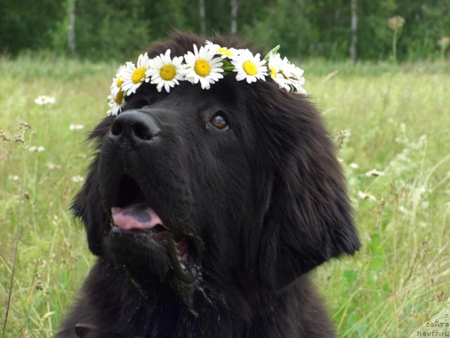 Фото: ньюфаундленд Акин Соул София