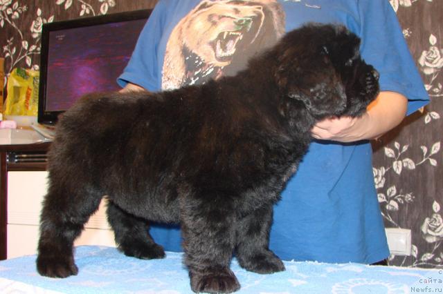 Фото: Щенок от, ньюфаундленд Деметра из Медвежьего Яра