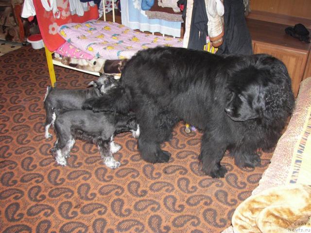 Фото: ньюфаундленд Юджиния из Медвежьего Яра (Yudzhiniya iz Medvejyego Yara)
